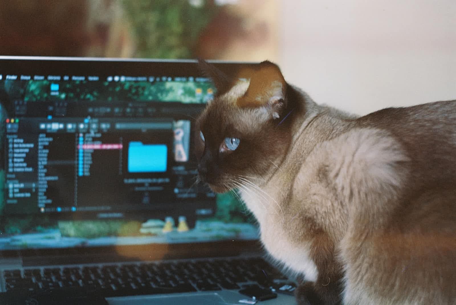 Cat : A Bare-bones "Editor"
